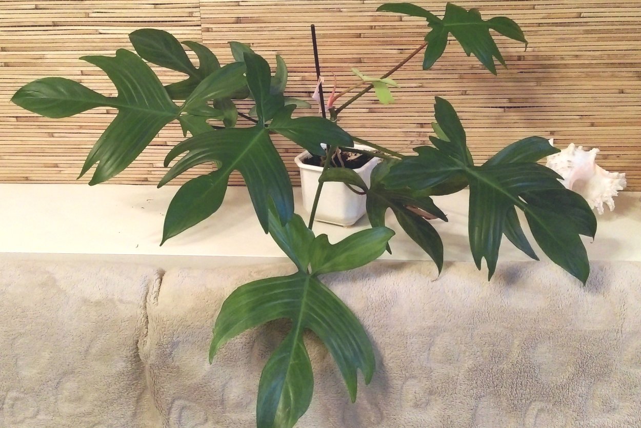 Филодендрон Florida Ghost