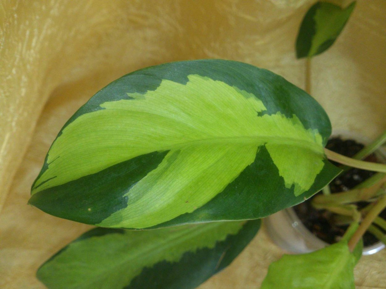 Филодендрон Florida Ghost