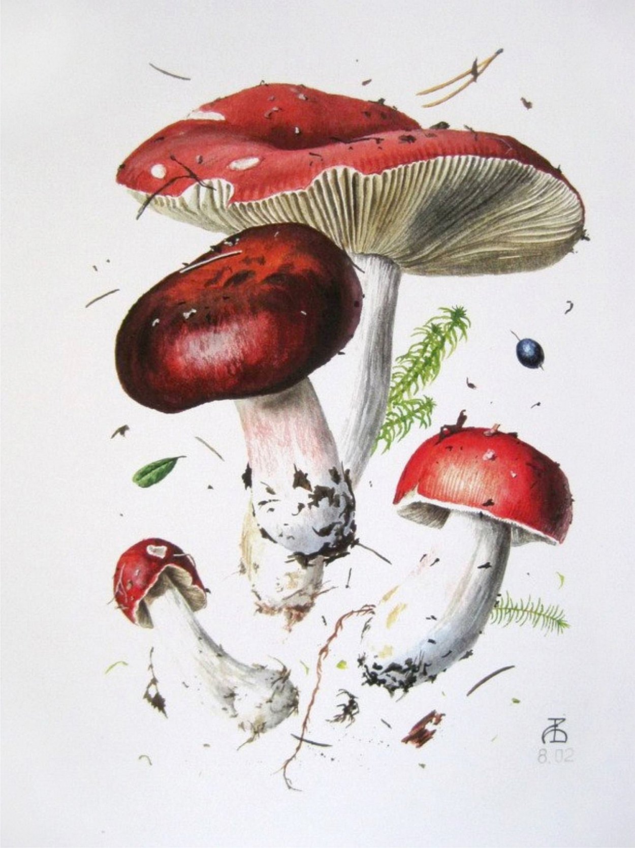 Сыроежка сардониксовая Russula Sardonia