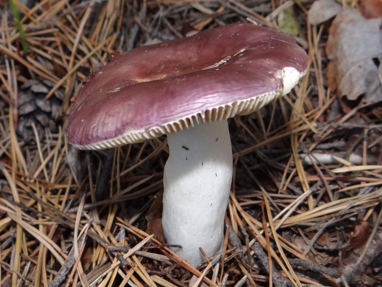 Гриб Russula cyanoxantha