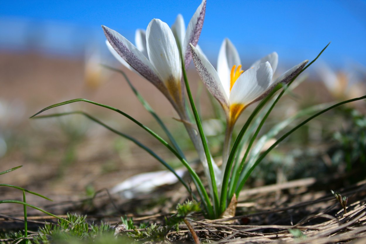 Крымский первоцвет Крокус