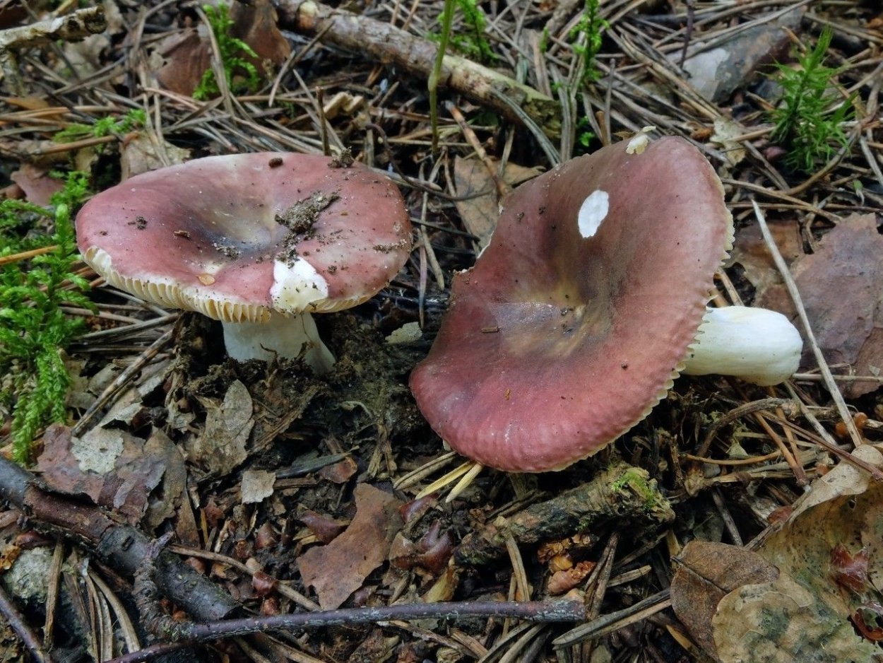 Russula Cessans