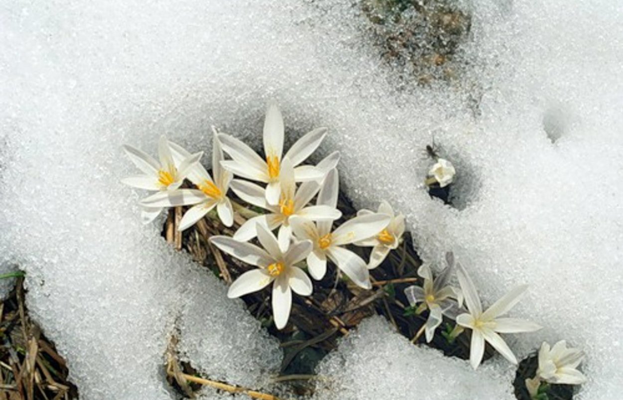 Красивые подснежники