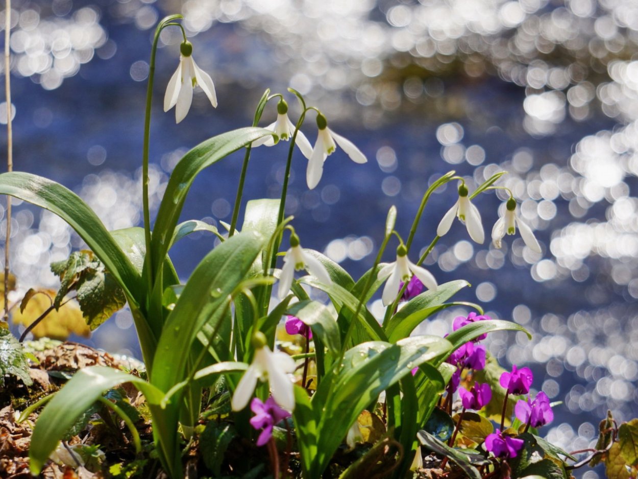 Ранняя Весна с проталинами подснежниками