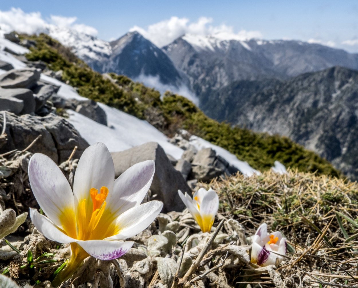 Крокусы в снегу