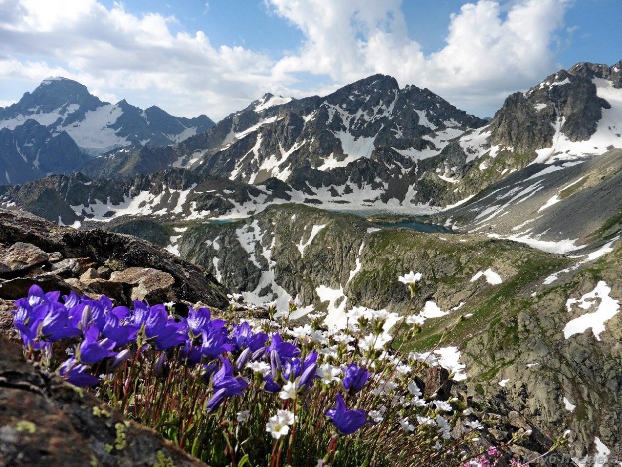 Весенний первоцвет - Подснежник