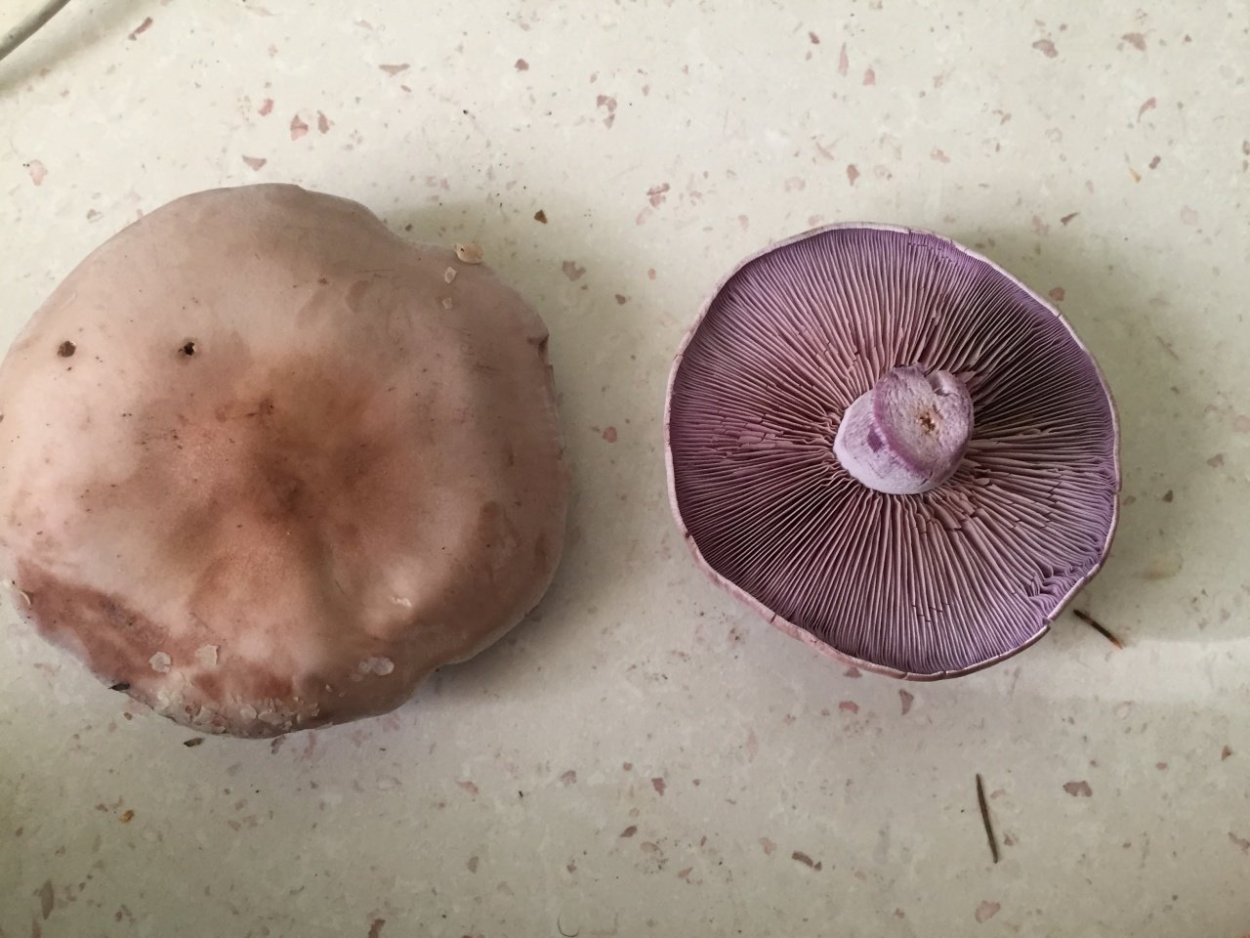 Сыроежки грибы съедобные и несъедобные