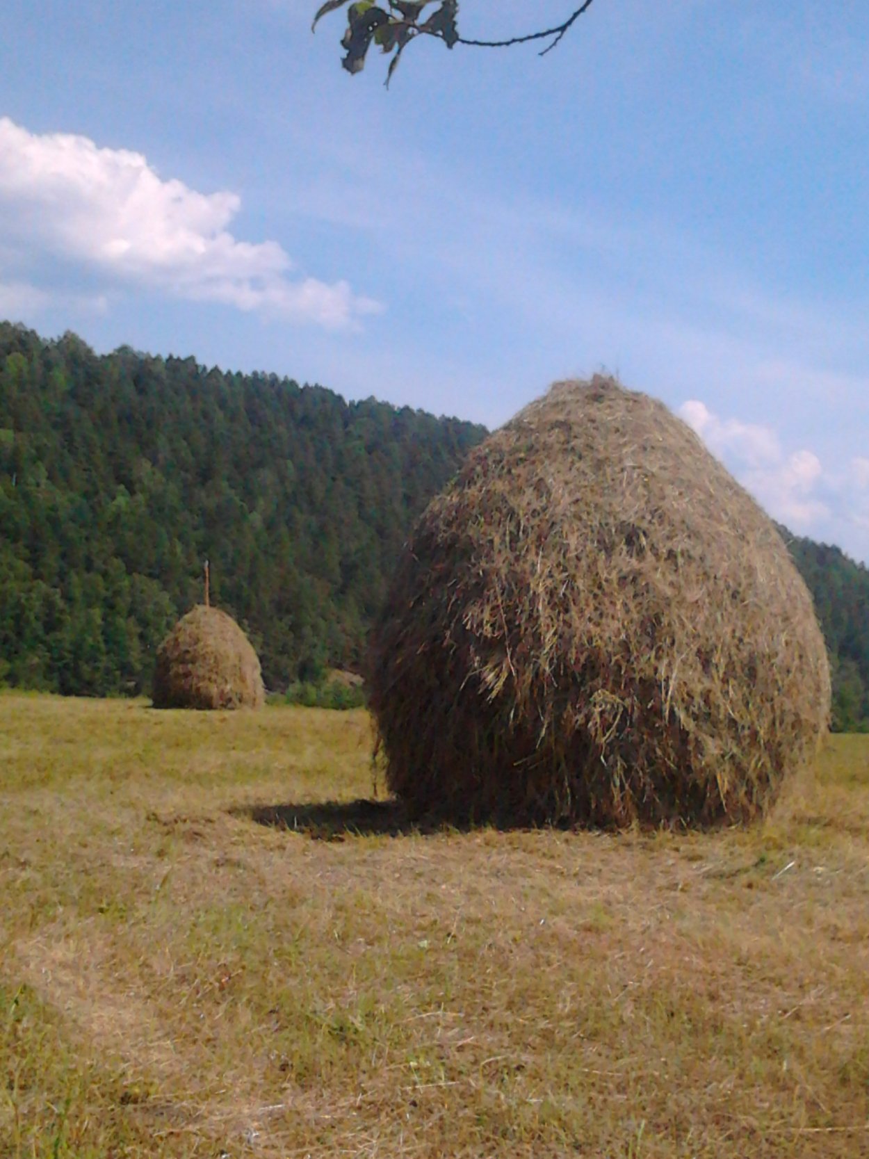 Сенокосная страда
