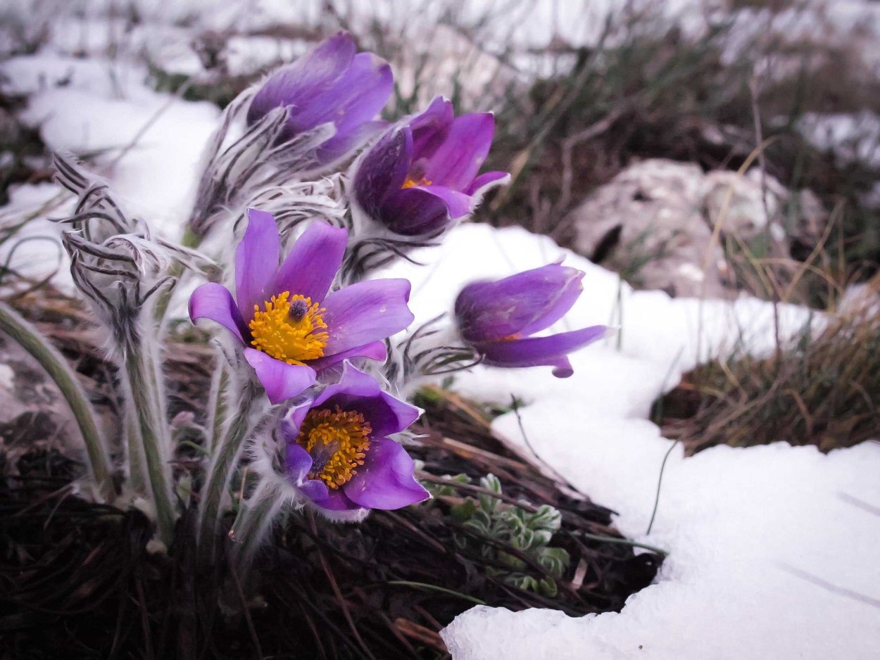 Подснежники эдельвейсы