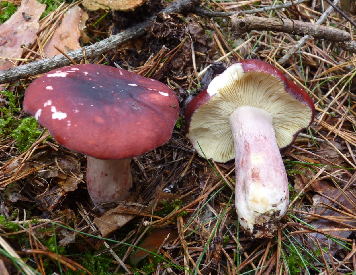 Сыроежка сардониксовая Russula Sardonia