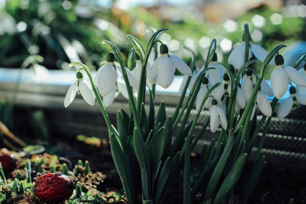 Корзина подснежников на снегу
