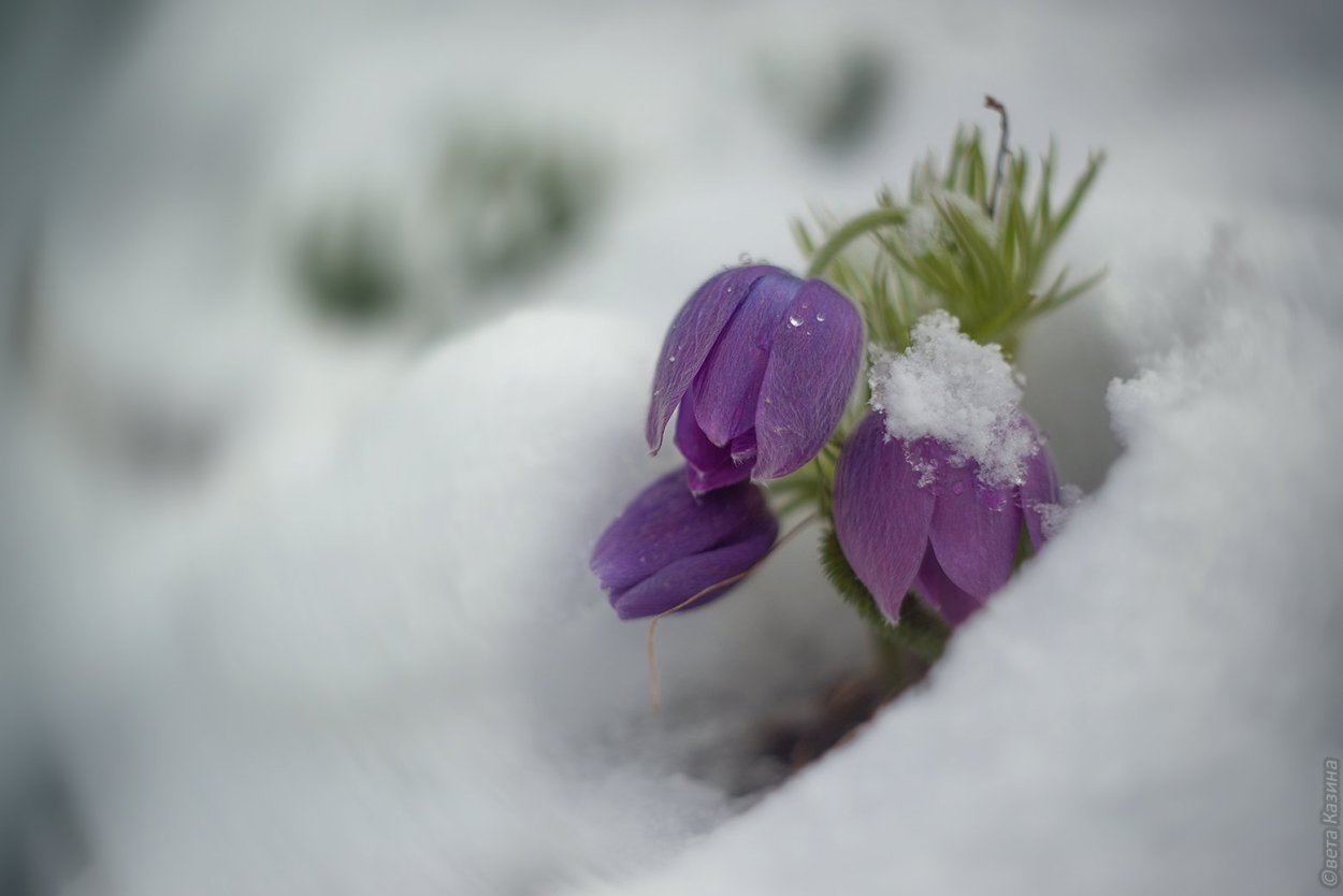 Подснежники Эстетика