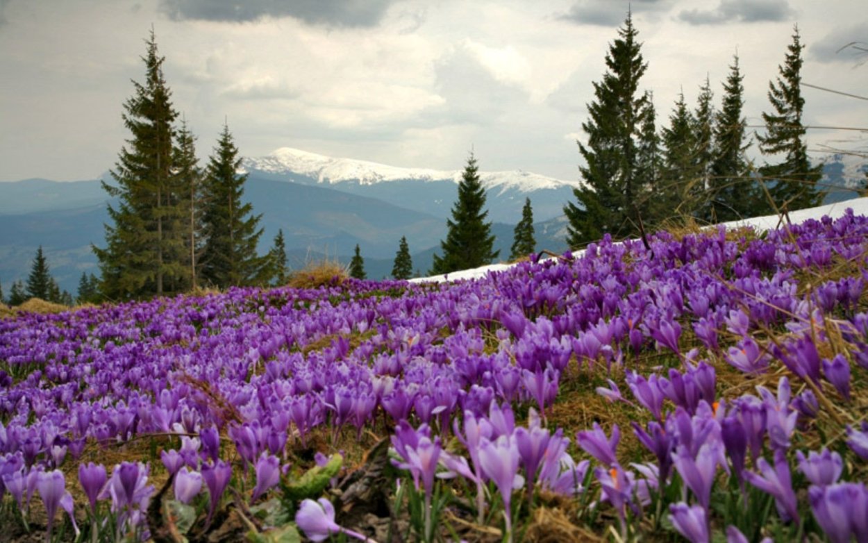 Дикие горные цветы