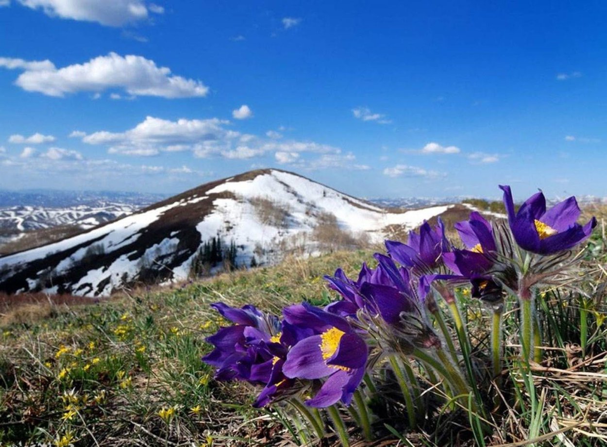 Первоцветы (подснежники, крокусы, гиацинты).