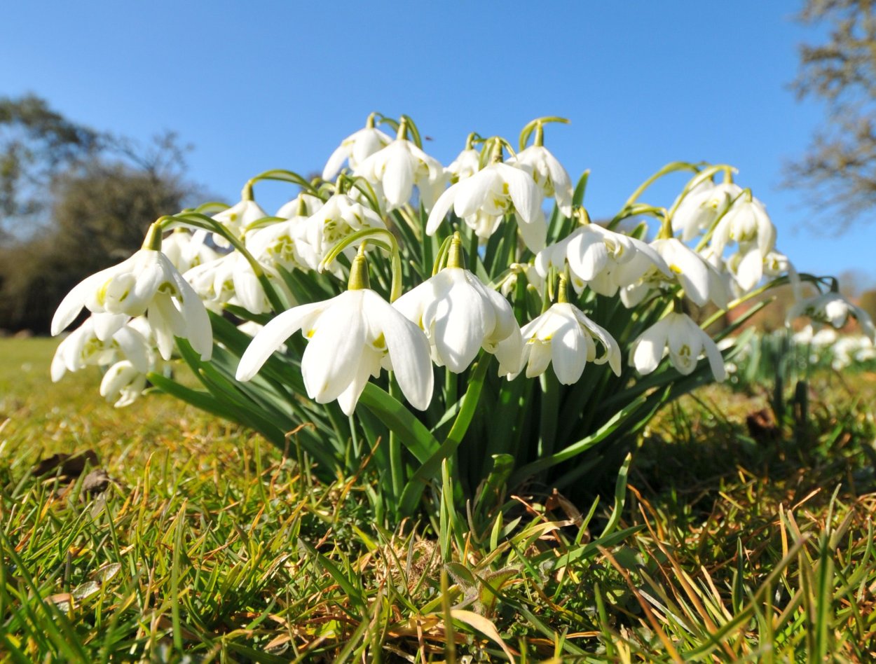 Подснежник Лагодехский
