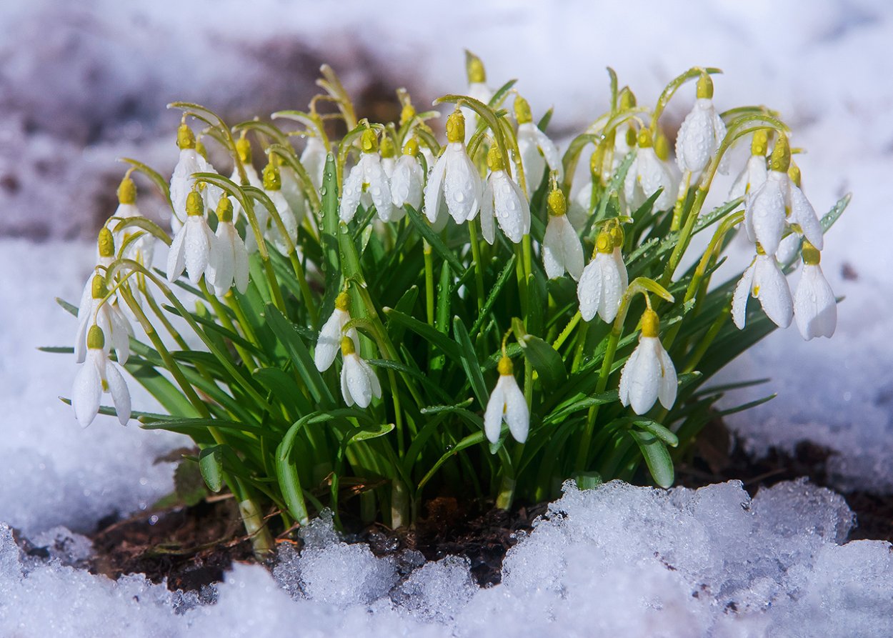 Подснежники Забайкалья