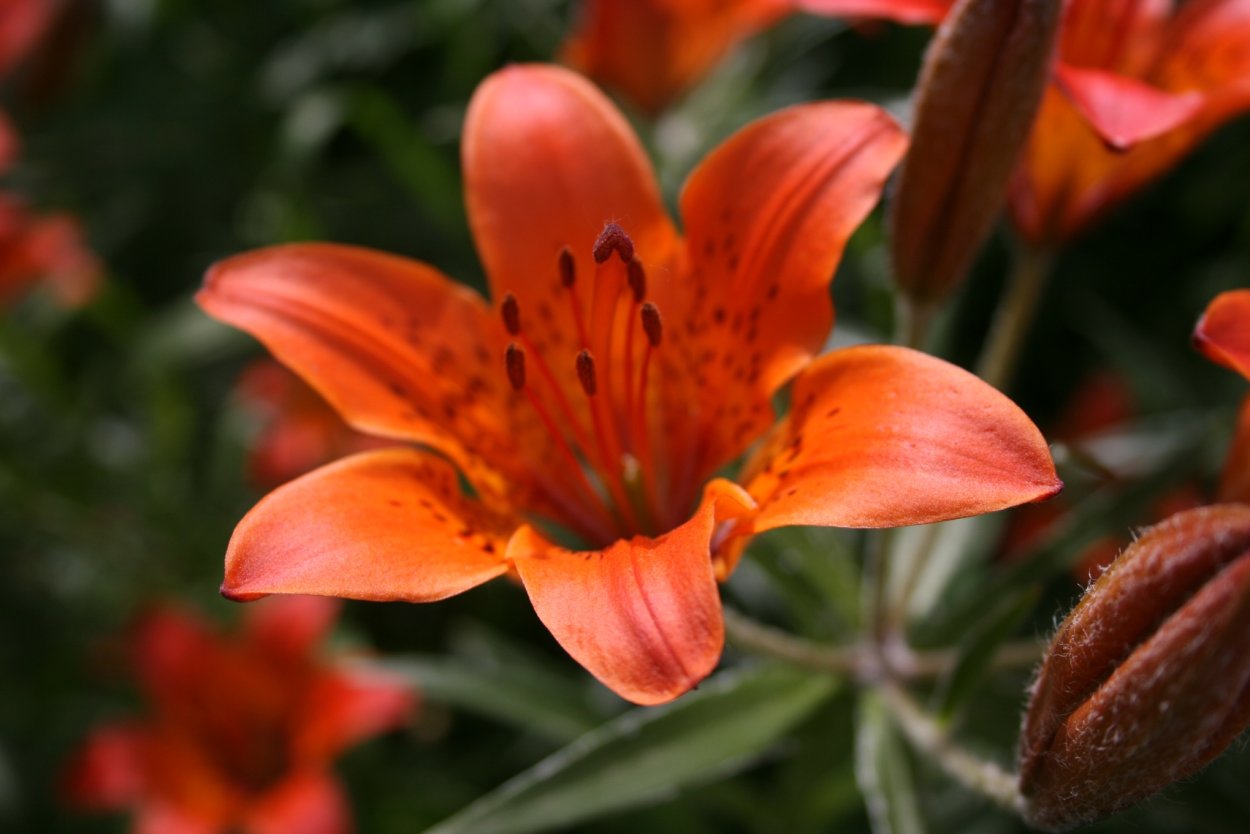 Сардана Даурская