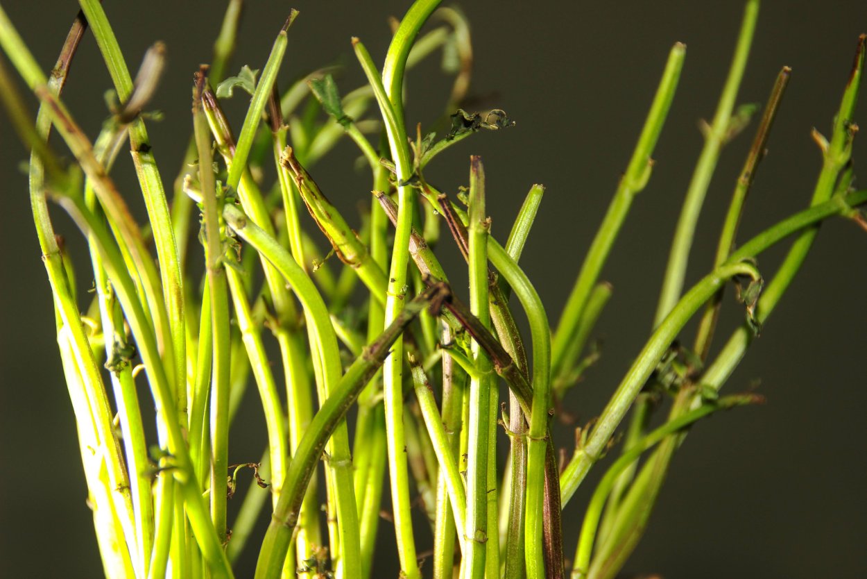 Стебель растения