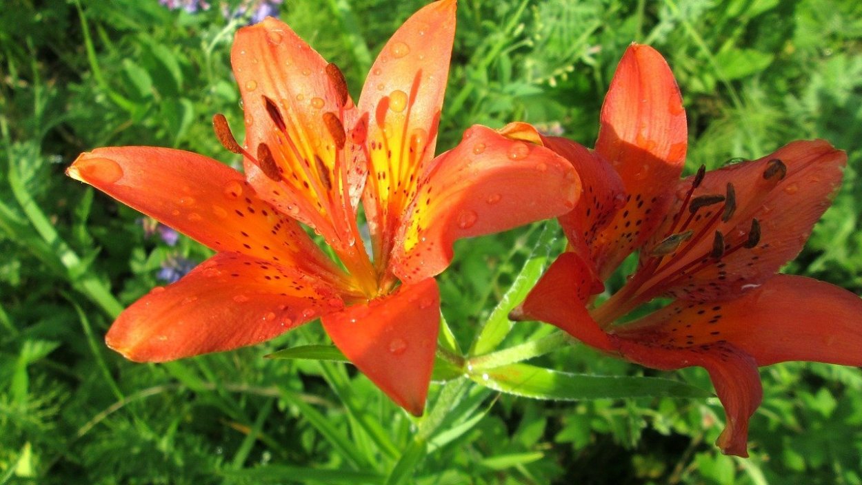 Сардана Лилия