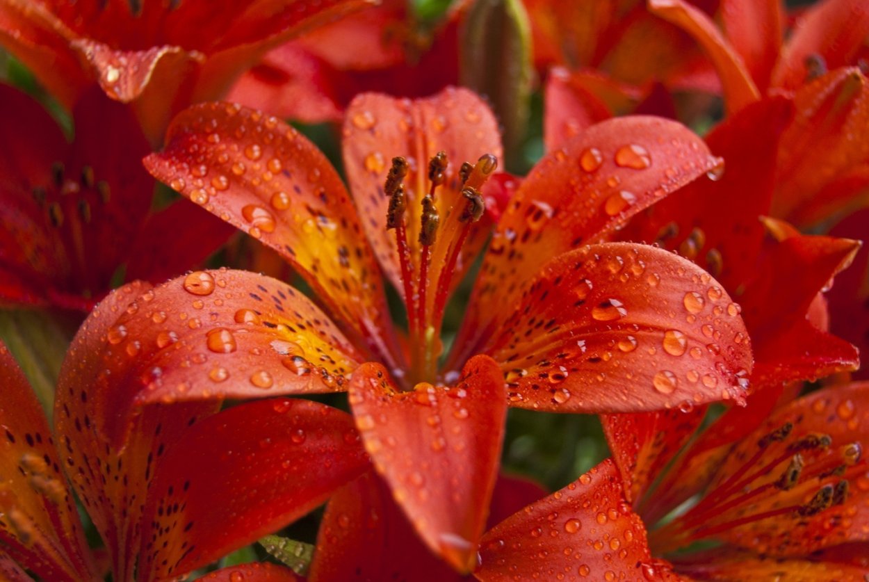 Лилия пенсильванская Даурская