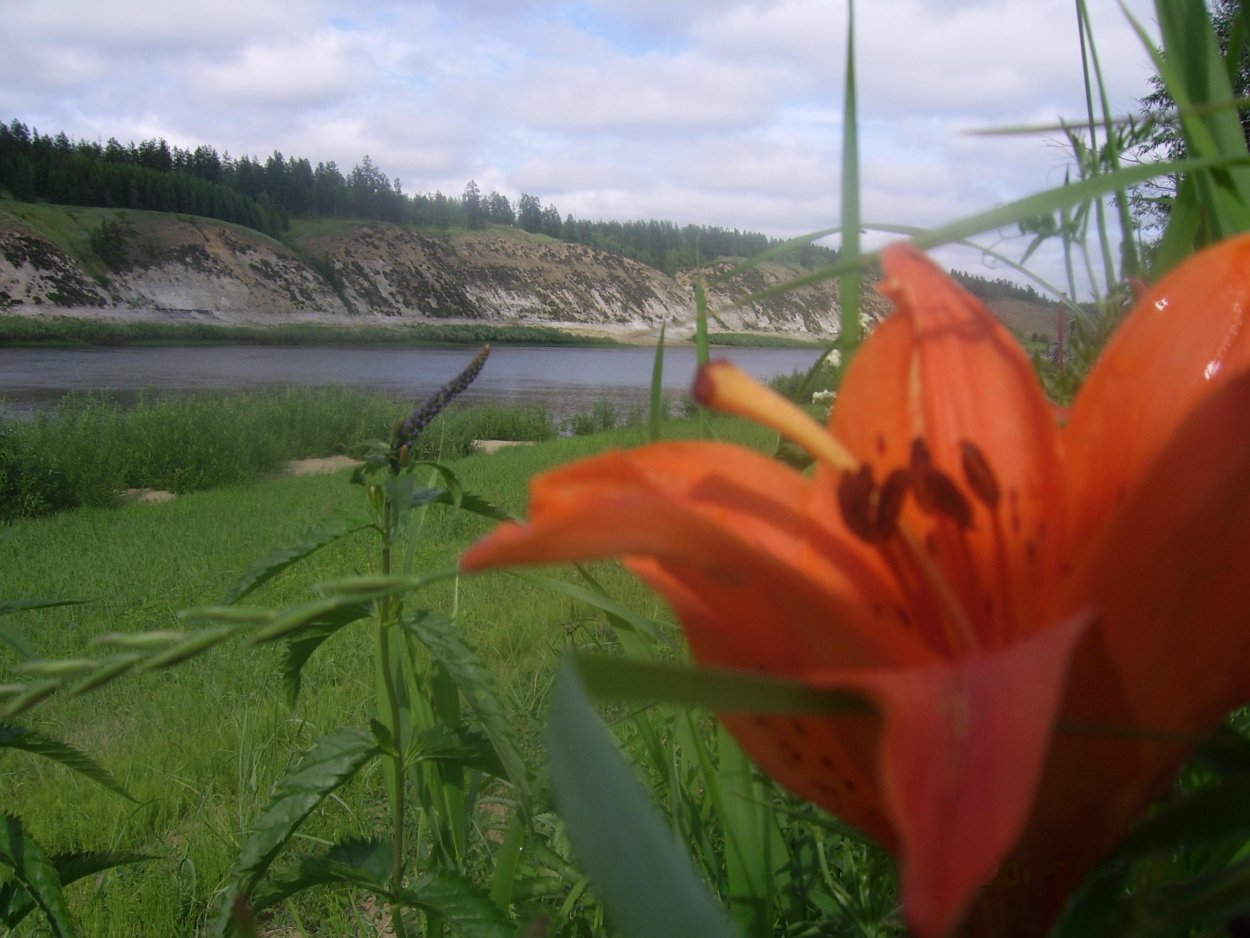 Лето Якутия Сардаана сибэкки