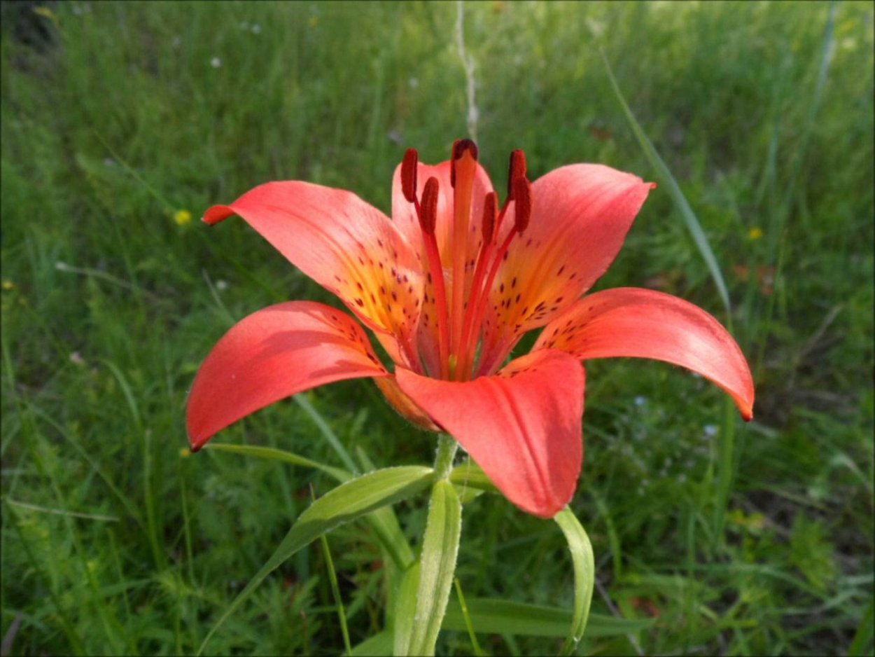 Сардана Якутия