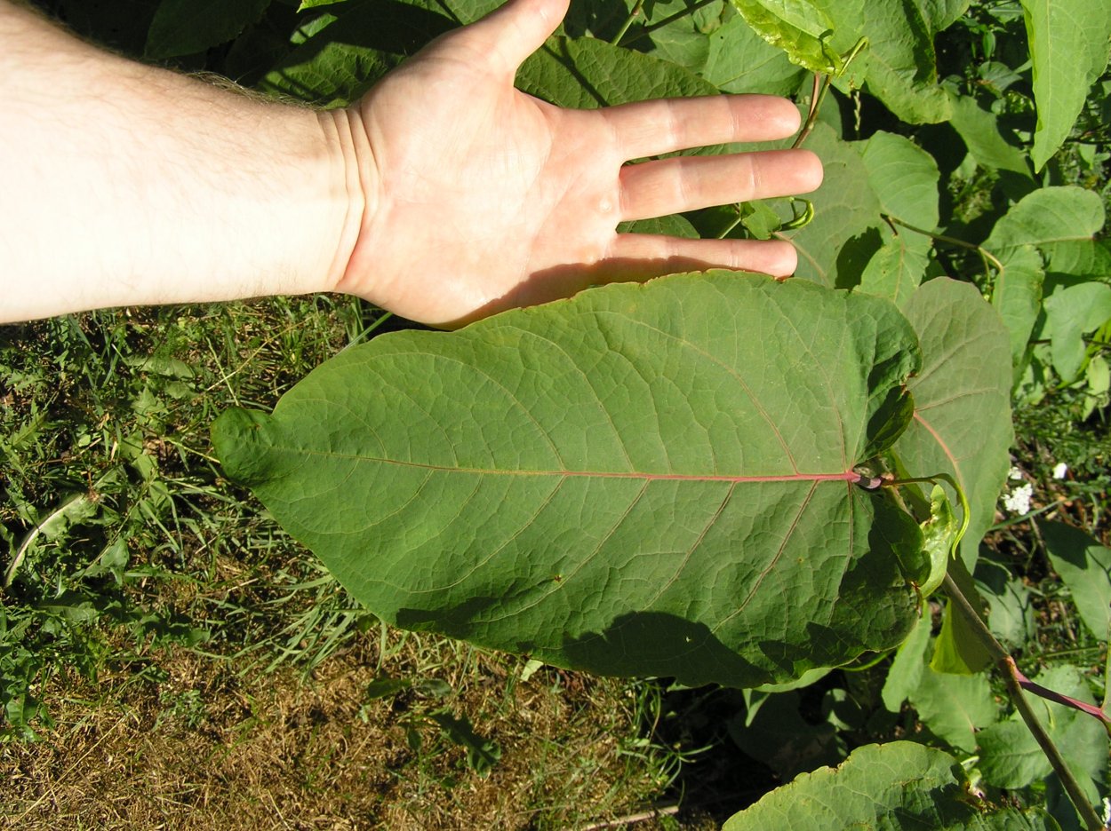 Сорняк Горец Сахалинский