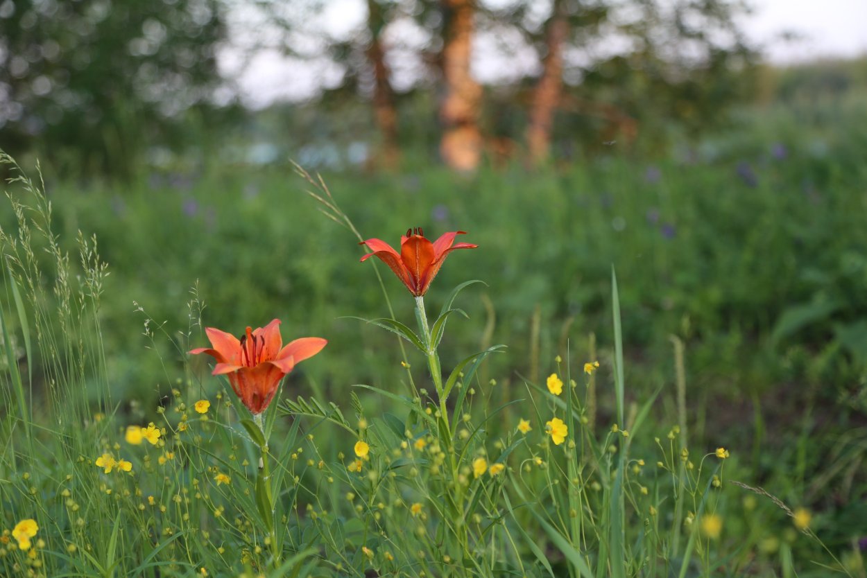 Лилия пенсильванская Даурская