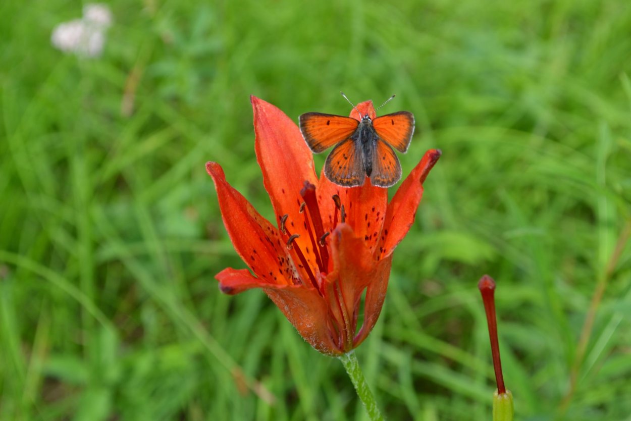 Сардаана сибэкки