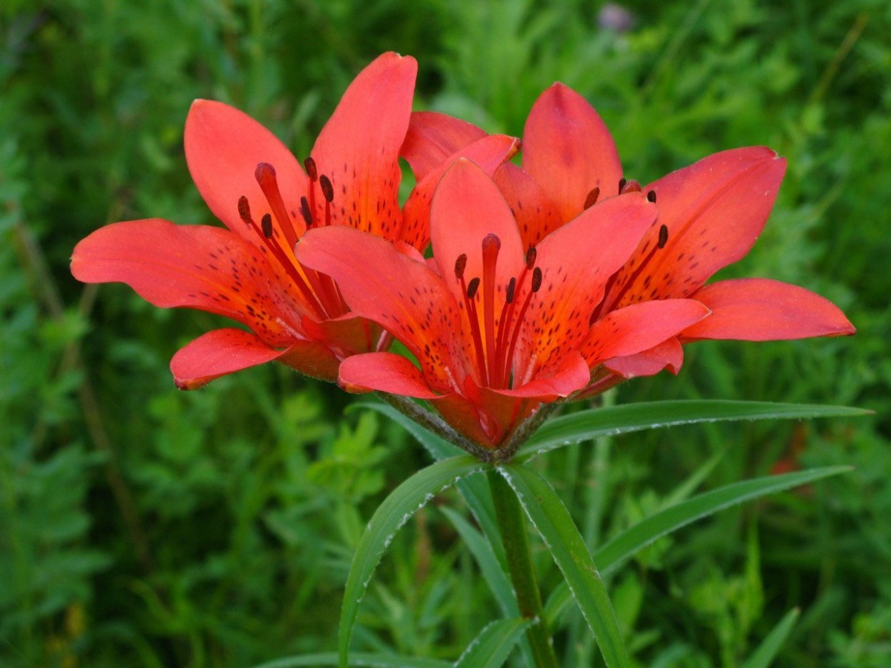 Якутский цветок Сардаана