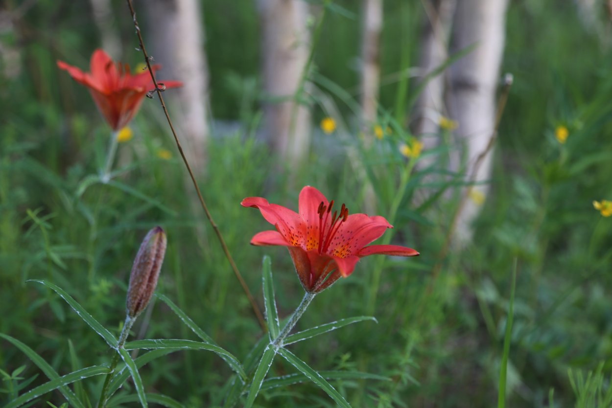 Лилия Даурская Якутия