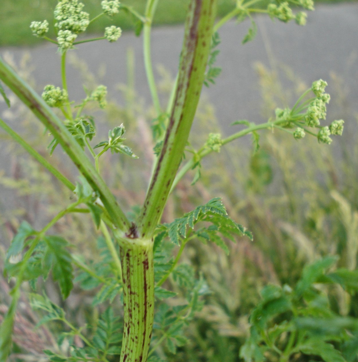 Болиголов пятнистый онкология