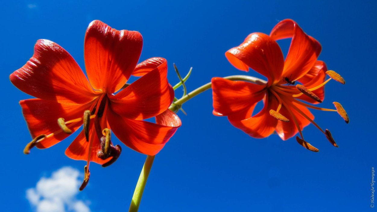 Сардаана сибэкки