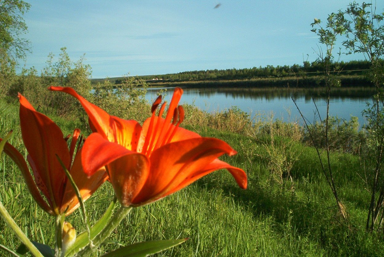 Якутская Лилия Сардаана