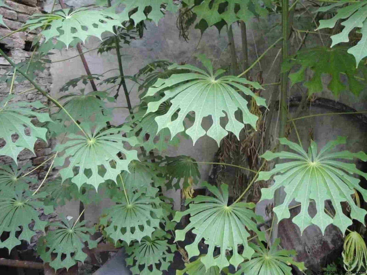 Маниок grahamii