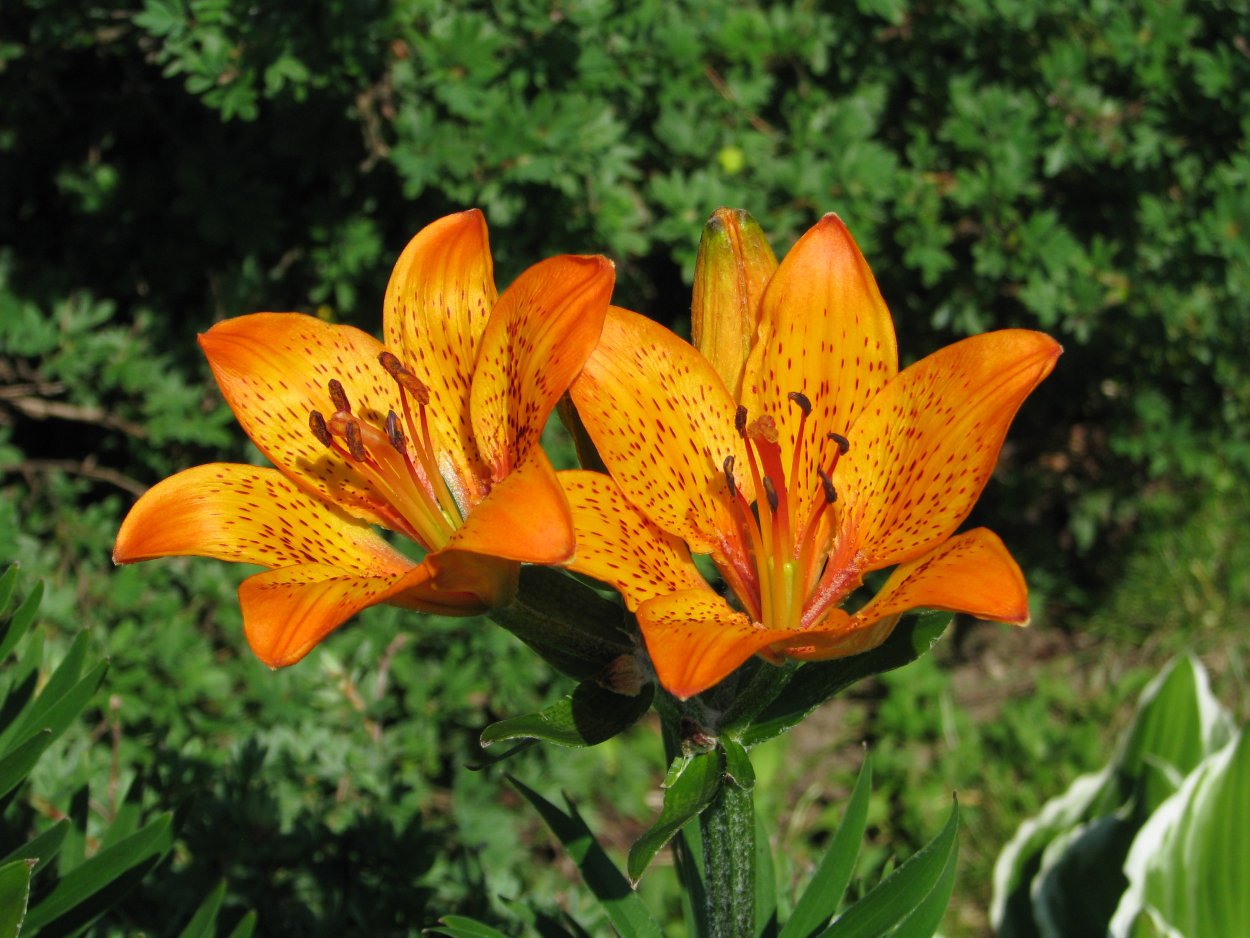 Лилия пенсильванская Даурская Lilium pensylvanicum