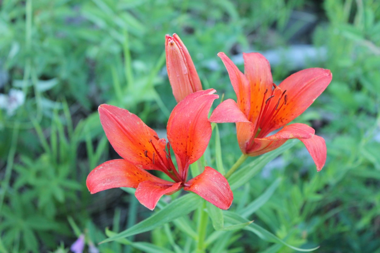 Саранка оранжевая