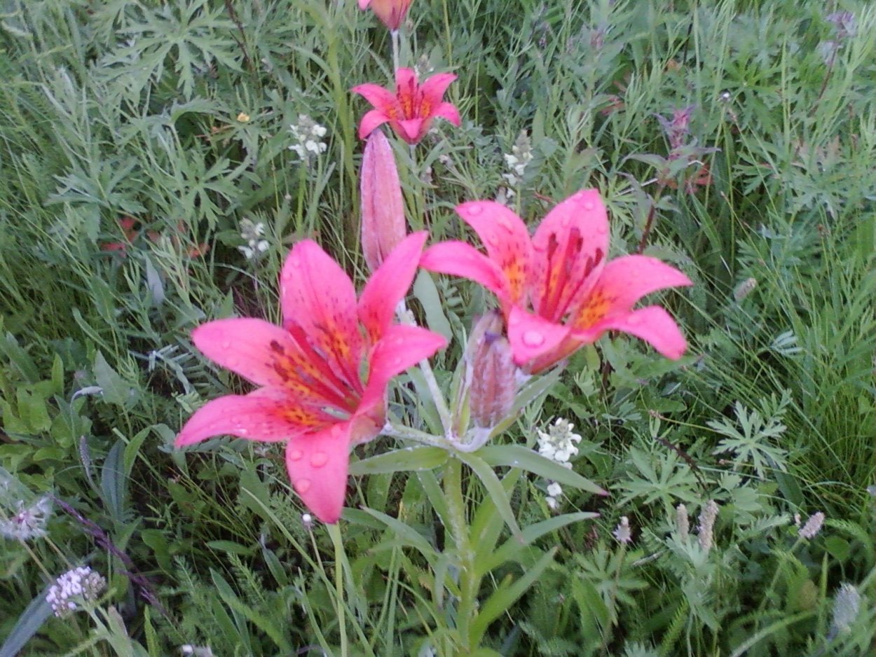 Лилия пенсильванская Даурская