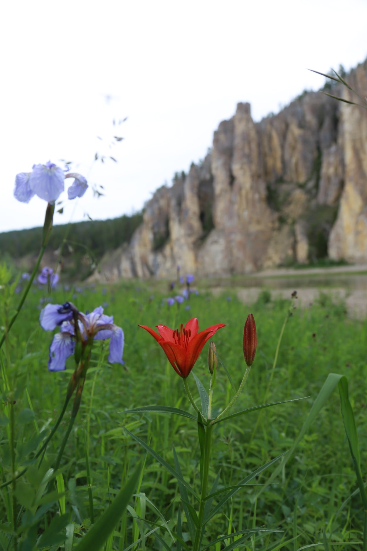 Якутская саранка Лилия