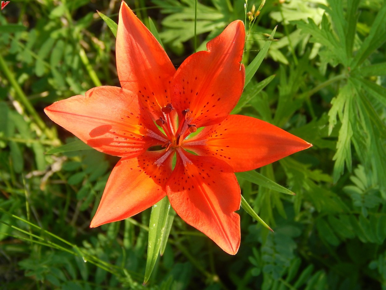 С днем рождения Сардана