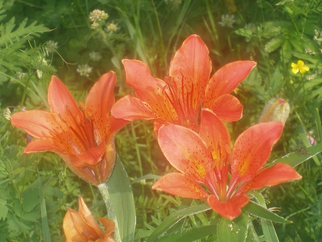 Лето Якутия Сардаана сибэкки