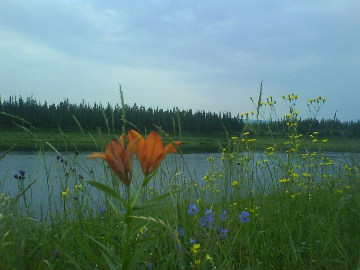 Сардаана сибэкки