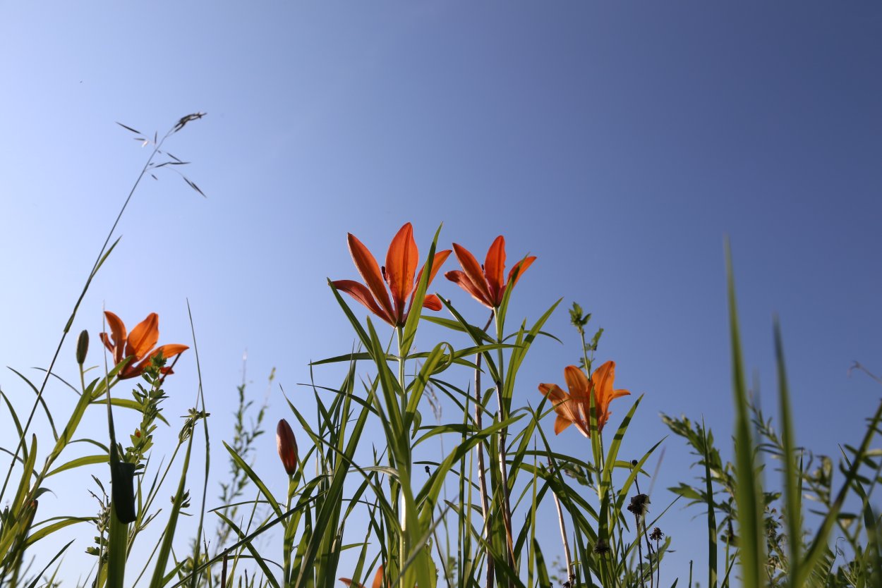 Сардаана и Ньургуьун