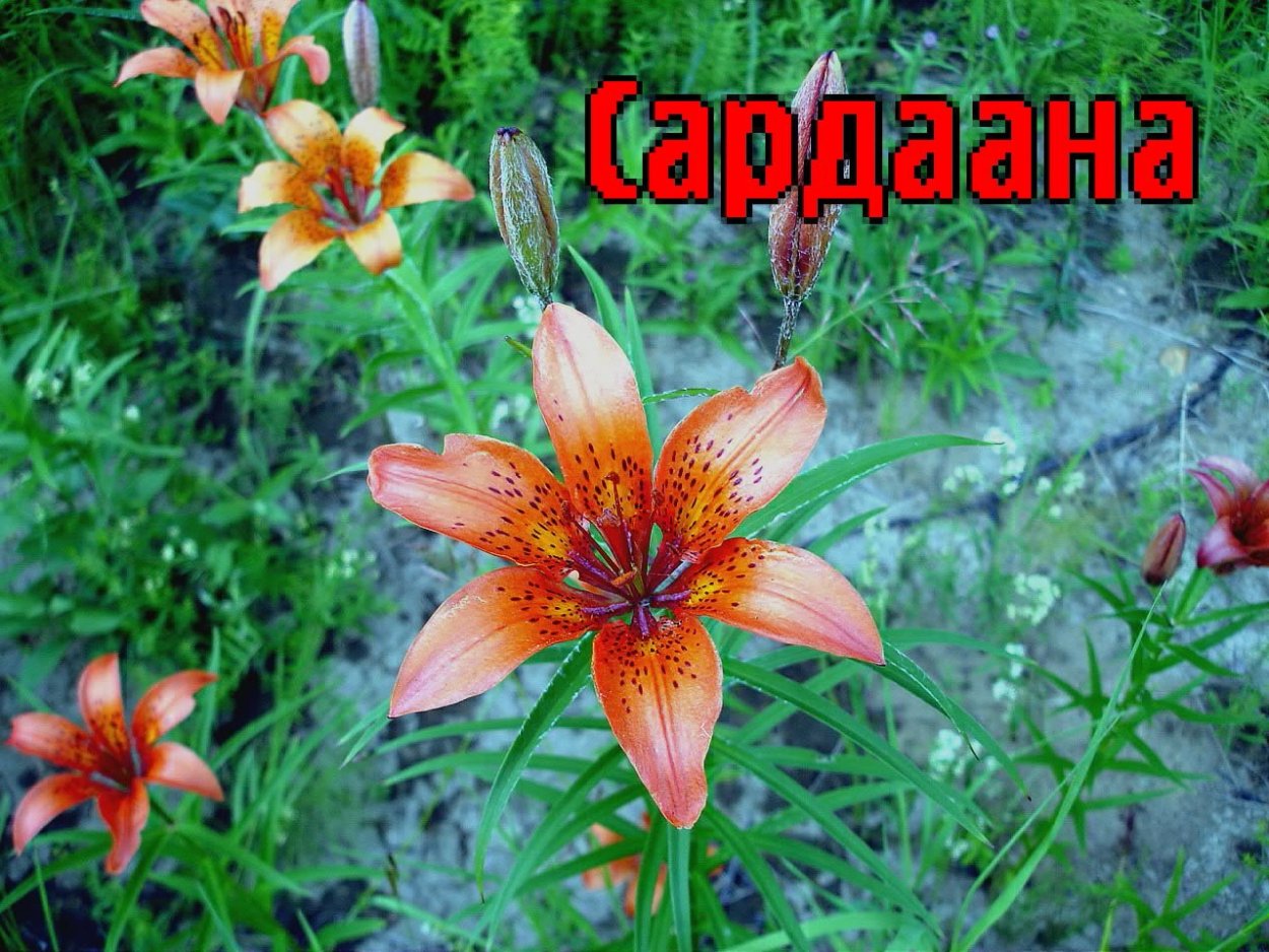 Лето Якутия Сардаана сибэкки