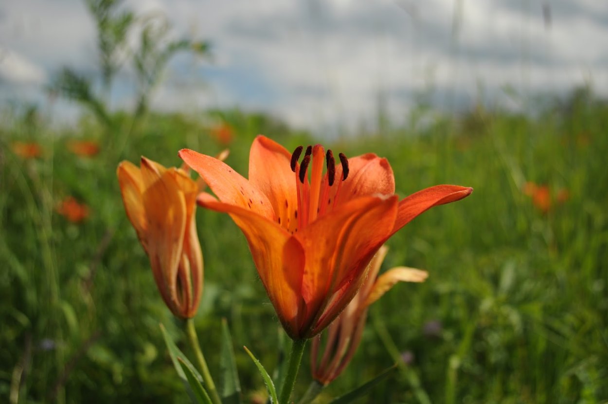 Сардаана цветок