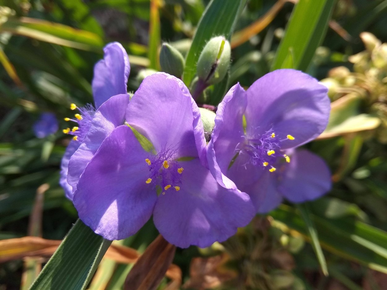 Традесканция Арендса