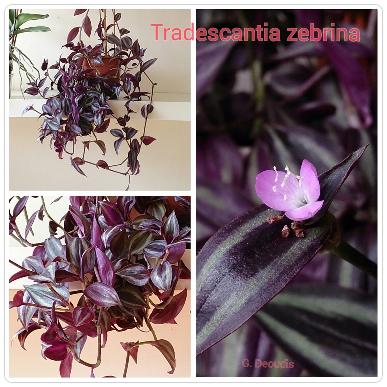 Традесканция бургунди