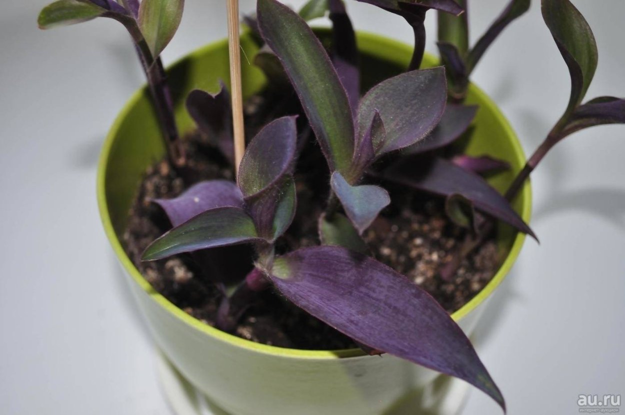 Цветок традесканция сеткреазия