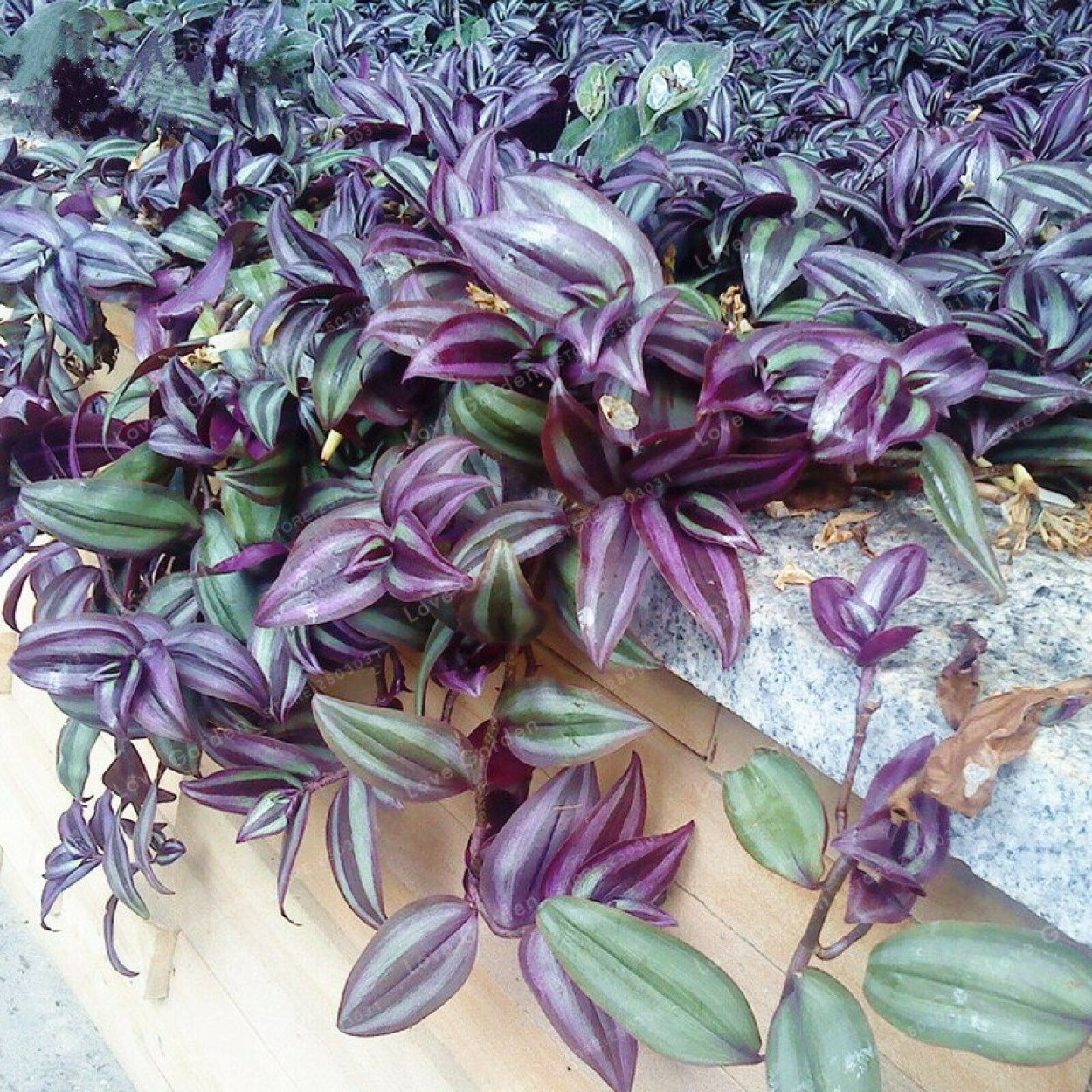 Традесканция полосатая зебрина