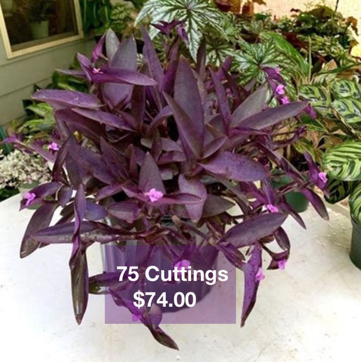 Традесканция Паллида Пурпл